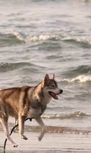 Preview wallpaper husky, shore, sea, escape