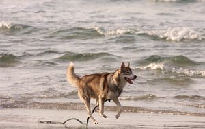 Preview wallpaper husky, shore, sea, escape