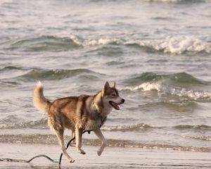 Preview wallpaper husky, shore, sea, escape