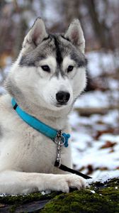 Preview wallpaper husky, snow, collar, hunting, care