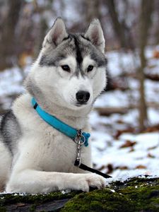 Preview wallpaper husky, snow, collar, hunting, care