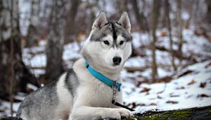Preview wallpaper husky, snow, collar, hunting, care