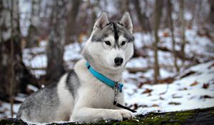 Preview wallpaper husky, snow, collar, hunting, care