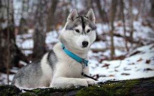 Preview wallpaper husky, snow, collar, hunting, care