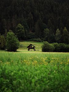 Preview wallpaper hut, bushes, grass, forest