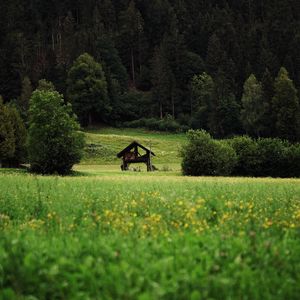 Preview wallpaper hut, bushes, grass, forest