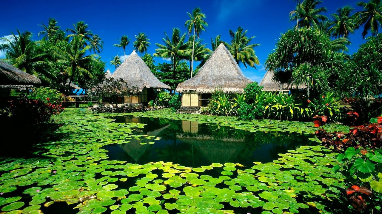 Wallpaper huts, palm trees, lake, tropics, water-lilies