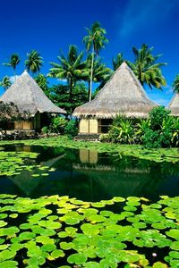 Preview wallpaper huts, palm trees, lake, tropics, water-lilies