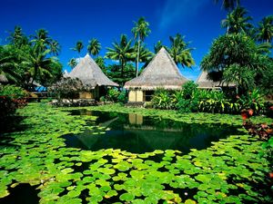 Preview wallpaper huts, palm trees, lake, tropics, water-lilies