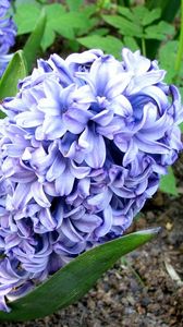 Preview wallpaper hyacinth, flower, flowerbed, green, ground