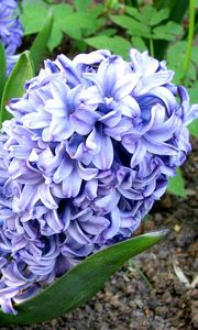 Preview wallpaper hyacinth, flower, flowerbed, green, ground