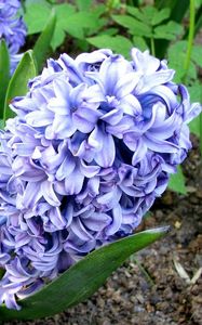 Preview wallpaper hyacinth, flower, flowerbed, green, ground