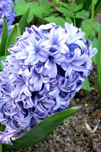 Preview wallpaper hyacinth, flower, flowerbed, green, ground