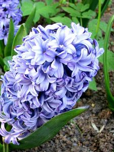 Preview wallpaper hyacinth, flower, flowerbed, green, ground