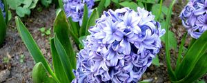 Preview wallpaper hyacinth, flower, flowerbed, green, ground