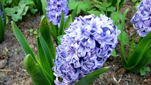 Preview wallpaper hyacinth, flower, flowerbed, green, ground