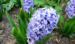 Preview wallpaper hyacinth, flower, flowerbed, green, ground