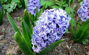 Preview wallpaper hyacinth, flower, flowerbed, green, ground