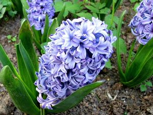 Preview wallpaper hyacinth, flower, flowerbed, green, ground