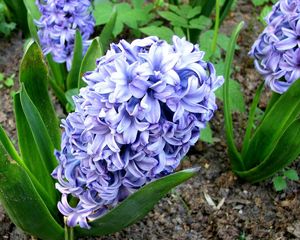 Preview wallpaper hyacinth, flower, flowerbed, green, ground