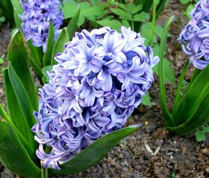 Preview wallpaper hyacinth, flower, flowerbed, green, ground