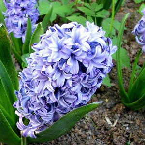 Preview wallpaper hyacinth, flower, flowerbed, green, ground