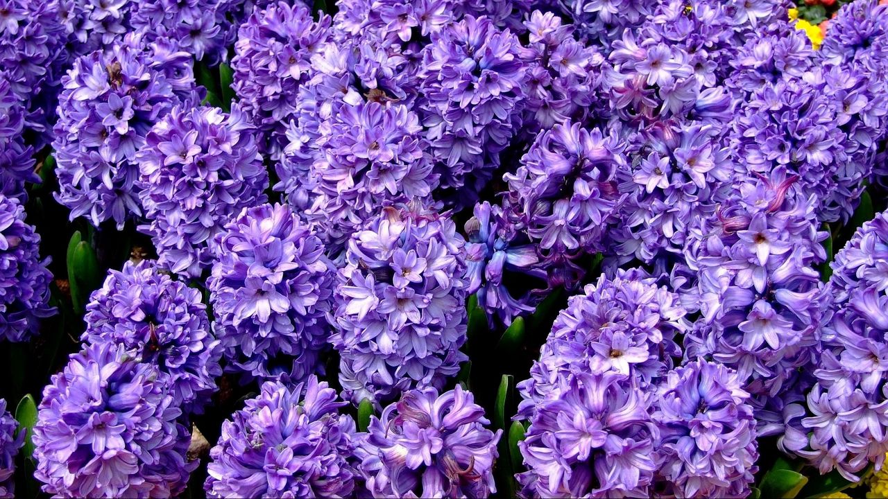 Wallpaper hyacinth, flower, flowerbed, spring, close-up