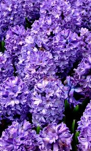 Preview wallpaper hyacinth, flower, flowerbed, spring, close-up