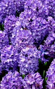 Preview wallpaper hyacinth, flower, flowerbed, spring, close-up