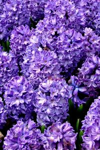 Preview wallpaper hyacinth, flower, flowerbed, spring, close-up