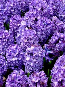 Preview wallpaper hyacinth, flower, flowerbed, spring, close-up