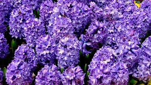 Preview wallpaper hyacinth, flower, flowerbed, spring, close-up
