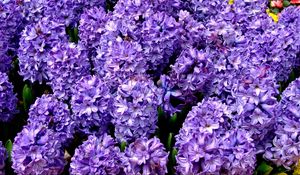 Preview wallpaper hyacinth, flower, flowerbed, spring, close-up