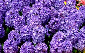 Preview wallpaper hyacinth, flower, flowerbed, spring, close-up