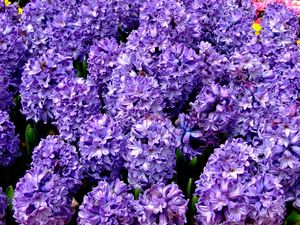 Preview wallpaper hyacinth, flower, flowerbed, spring, close-up