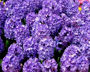 Preview wallpaper hyacinth, flower, flowerbed, spring, close-up