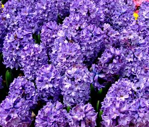 Preview wallpaper hyacinth, flower, flowerbed, spring, close-up