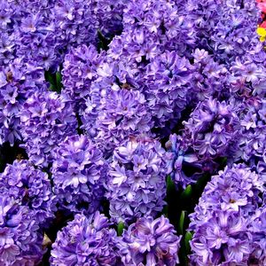 Preview wallpaper hyacinth, flower, flowerbed, spring, close-up