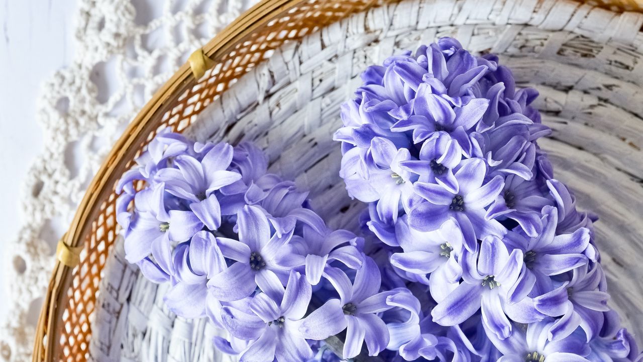 Wallpaper hyacinth, flowers, bouquet, purple