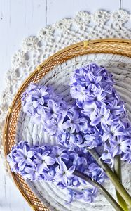 Preview wallpaper hyacinth, flowers, bouquet, purple