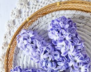 Preview wallpaper hyacinth, flowers, bouquet, purple