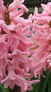 Preview wallpaper hyacinth, flowers, close up, green