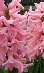 Preview wallpaper hyacinth, flowers, close up, green