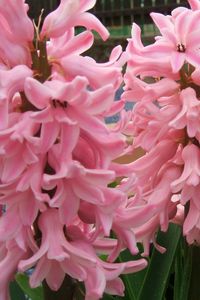 Preview wallpaper hyacinth, flowers, close up, green