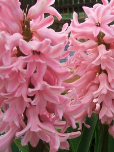 Preview wallpaper hyacinth, flowers, close up, green