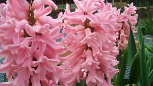 Preview wallpaper hyacinth, flowers, close up, green