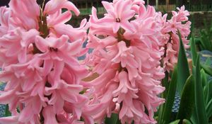 Preview wallpaper hyacinth, flowers, close up, green