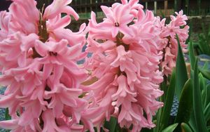 Preview wallpaper hyacinth, flowers, close up, green