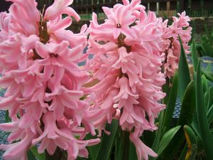 Preview wallpaper hyacinth, flowers, close up, green