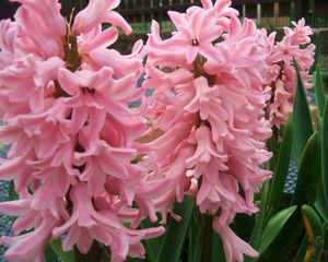 Preview wallpaper hyacinth, flowers, close up, green